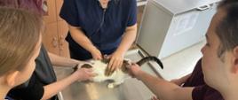 Zajęcia praktyczne na kierunku Technik weterynarii