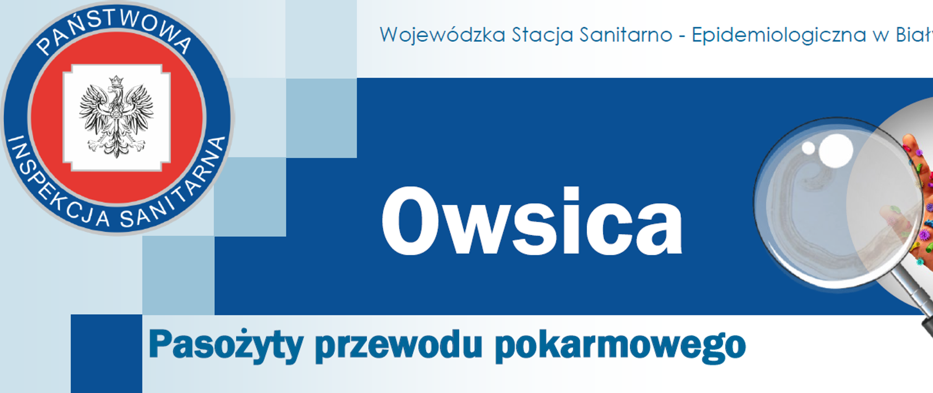 Owsica
