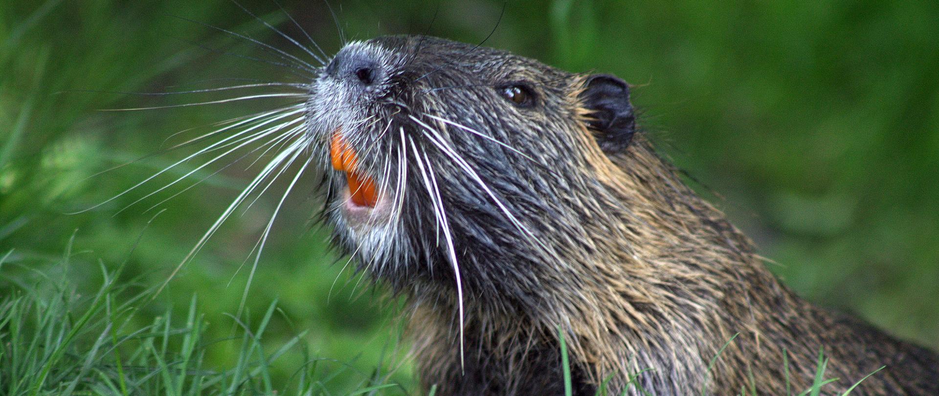 bóbr z pomarańczowymi zębami na trawie