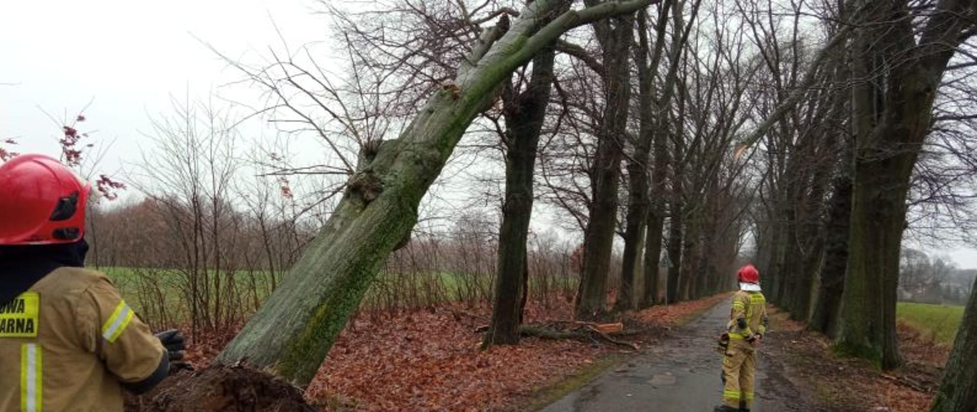 Głównym punktem zdjęcia jest widok na przechylone niebezpiecznie nad drogą drzewo. Drzewo jest bardzo duże i w każdej chwili może runąć. Przy drzewie stoją strażacy którzy przygotowują się do usunięcia zagrożenia