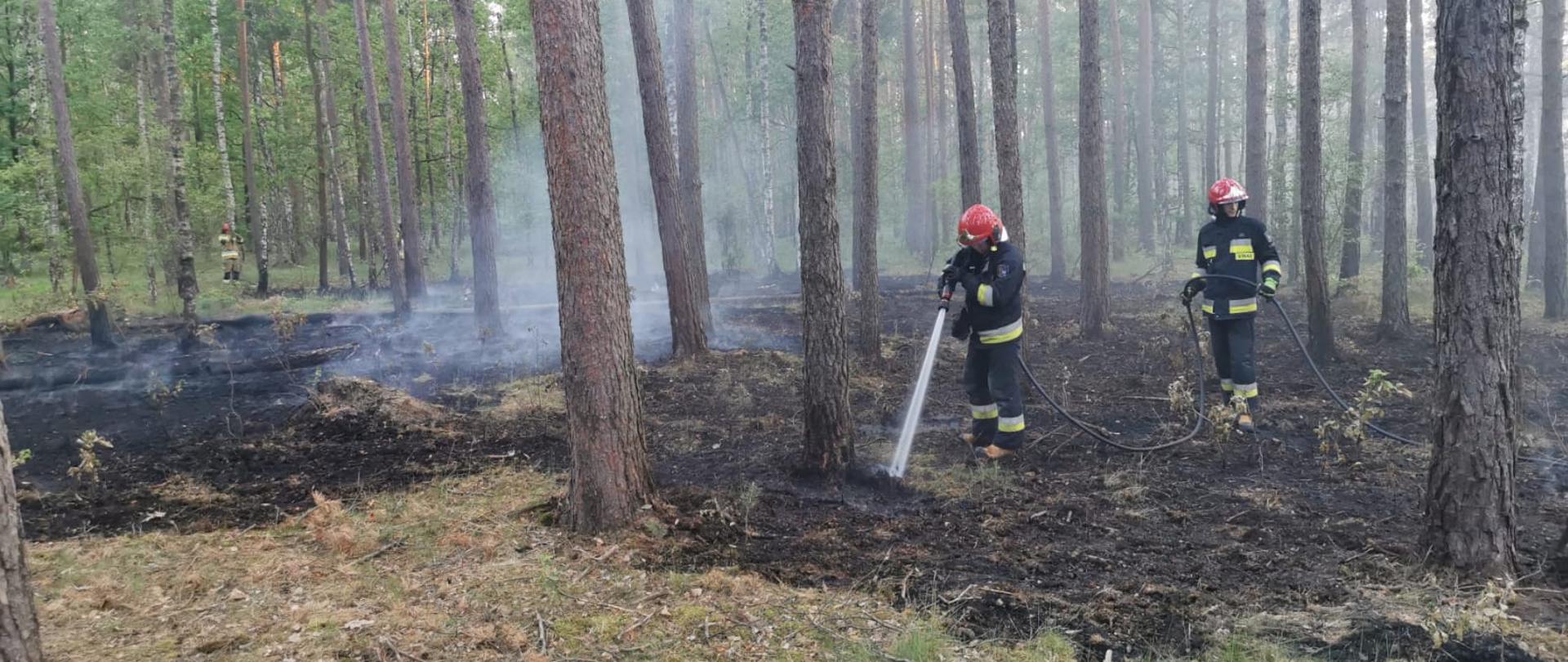 Pożar lasu - Dobrzejów