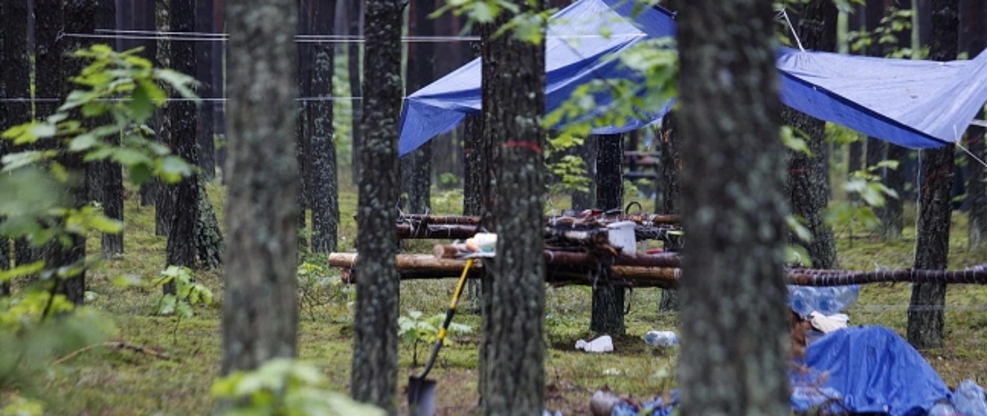 Kompleks leśny, pomiędzy drzewami rozbity namiot 
