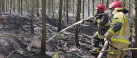 Na zdjęciu widoczny las z wypalonym poszyciem. Na pierwszym planie,
po prawej stronie dwóch strażaków stojących lewym bokiem w czerwonych hełmach
na głowach. Pierwszy z lewej w czarnym mundurze bojowym z nawodnionym odcinkiem jasnego węża pożarniczego na lewym ramieniu, podający strumień wody na powierzchnię gleby. Drugi stojący za nim w piaskowym mundurze bojowym, podtrzymujący dłońmi odcinek węża.