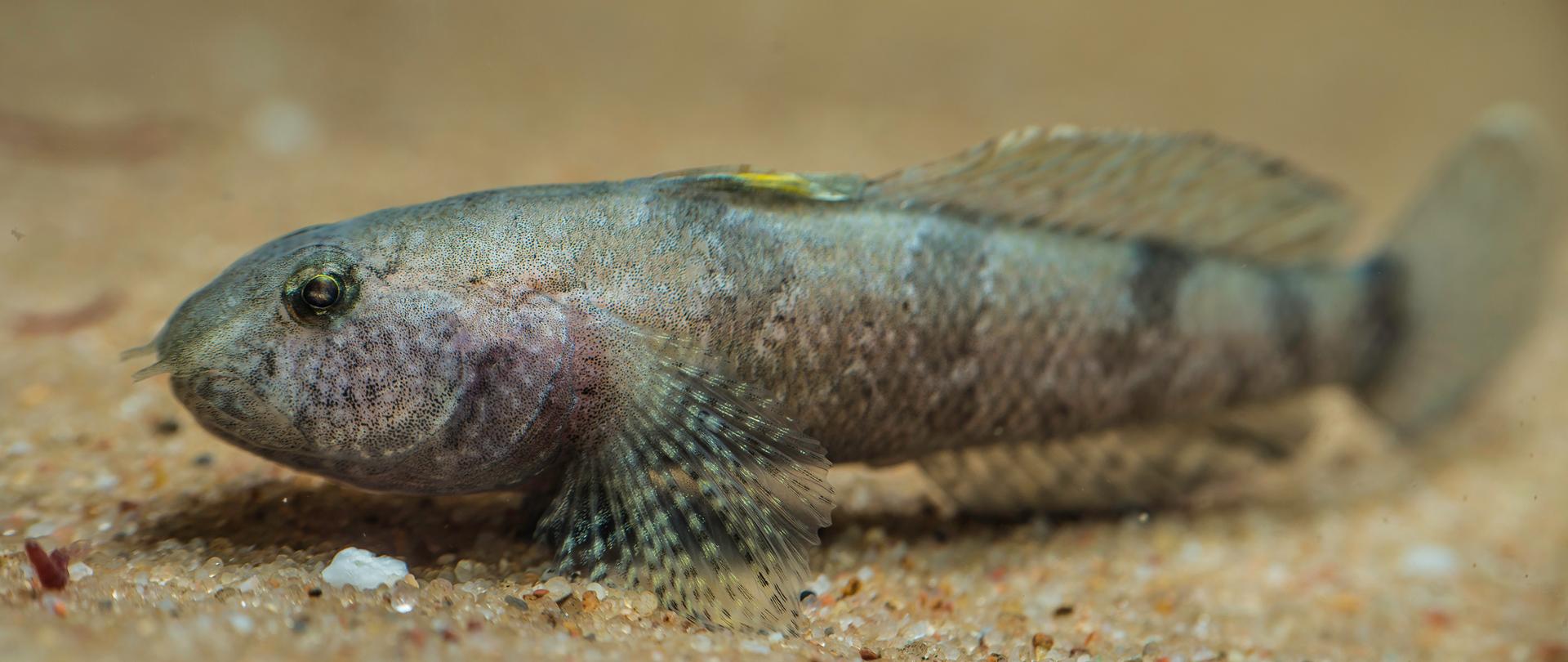 Nad jasnożółtym piachem płynie babka marmurkowata w różnych odcieniach szarości, płetwa grzbietowa zabarwiona na jaskrawożółto. 