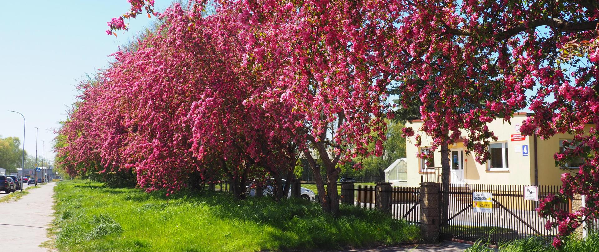 Zdjęcie przedstawia budynek OCL w Koszalinie. Na pierwszym planie duża ilość drzew kwitnących na kolor różowy 