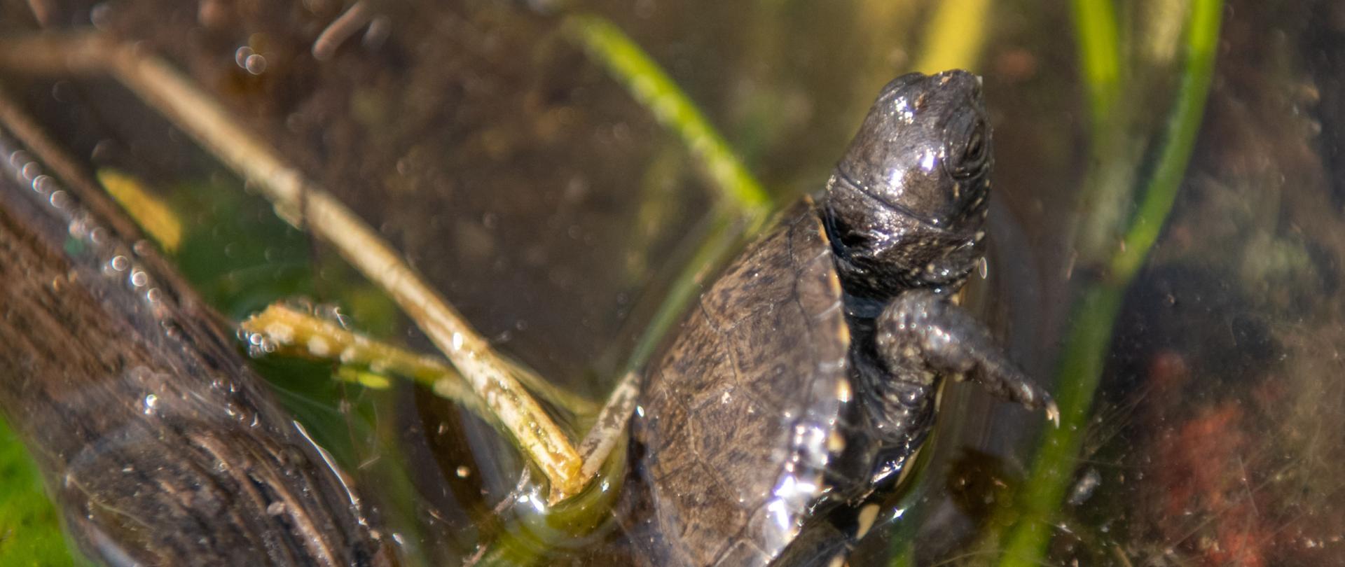Mały żłów błotny w na tle roslinności