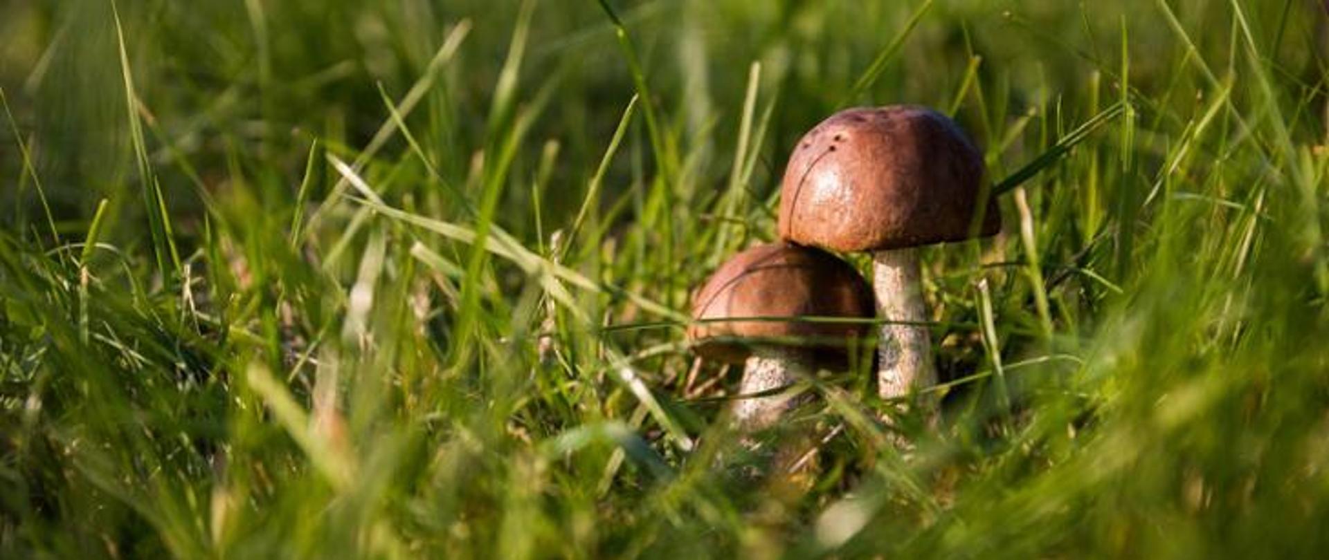 Zdjęcie przedstawia dwa grzyby w trawie