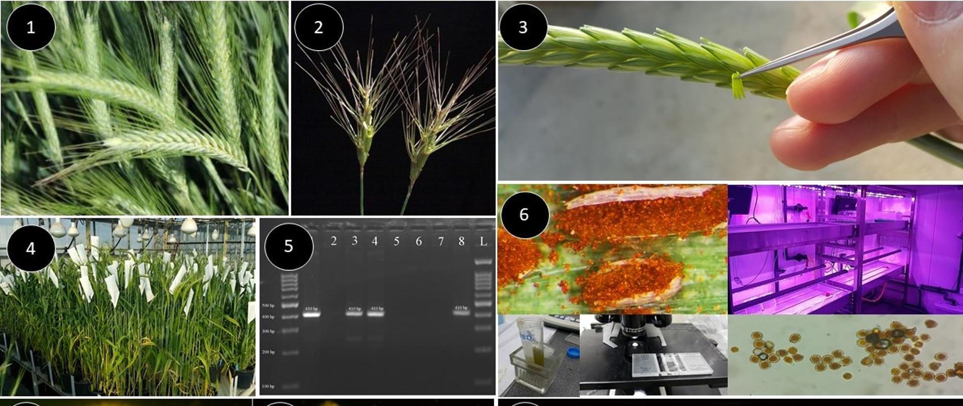 (1) Pszenżyto odm. Sekundo; (2) kozieniec (Aegilops kotschyi); (3) zapylanie pszenżyta pyłkiem kozieńca; (4) izolacja zapylonych kłosów pszenżyta; (5) analizy molekularne markerów genów odporności; (6) testy odpornościowe; (7) identyfikacja DNA (chromatyny) kozieńca w jądrze komórkowym pszenżyta; (8) translokacje chromosomowe; (9) liść rośliny pszenżyta zainfekowana grzybami z rodzaju Pucinnia (objawy rdzy brunatnej); (10) brak porażenia u rośliny pszenżyta z genem odporności przeniesiony z kozieńca