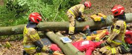 Grupa strażaków w specjalistycznych strojach ratowniczych pracuje w lesie przy udzielaniu pomocy poszkodowanemu manekinowi przygniecionemu przez powalone drzewo. Strażacy używają klinów i narzędzi stabilizacyjnych. W tle widoczne zielone drzewa liściaste.
