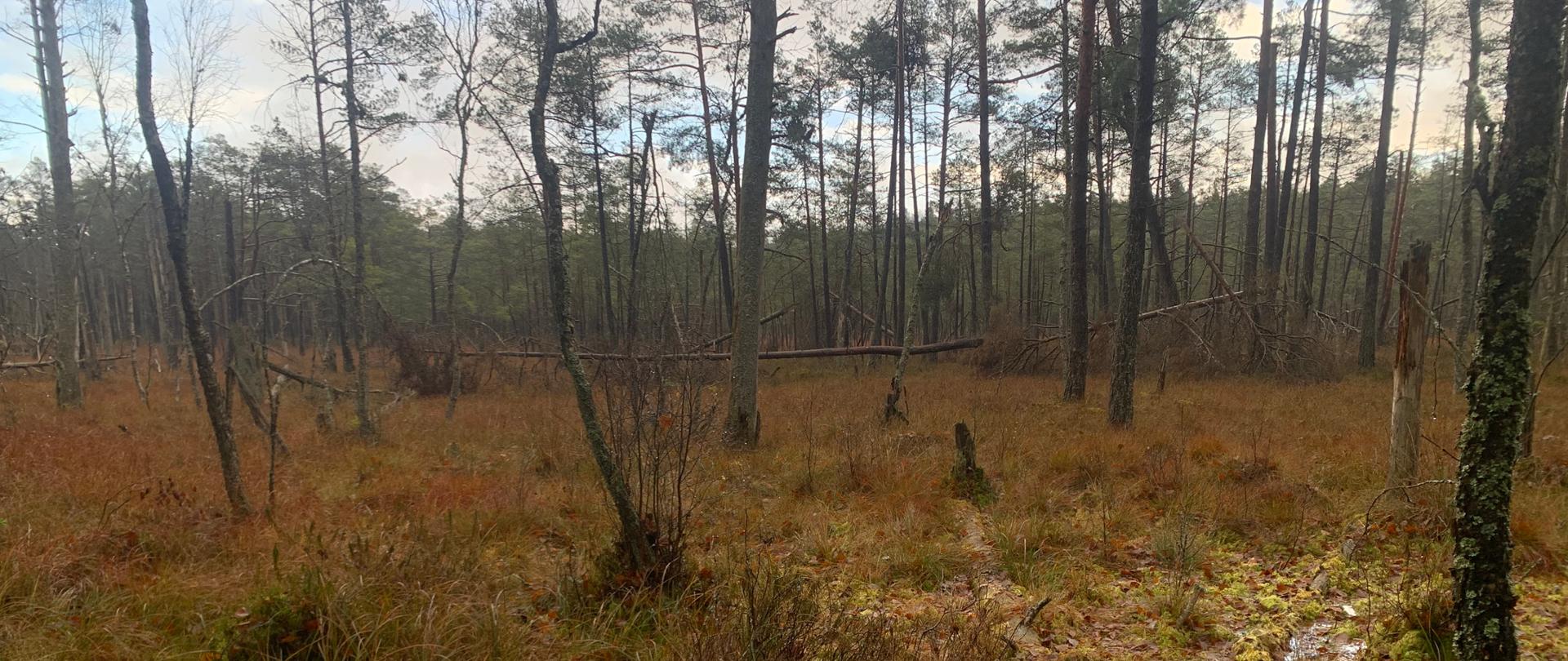 Widok na rezerwat przyrody "Mszar nad Skąpym"