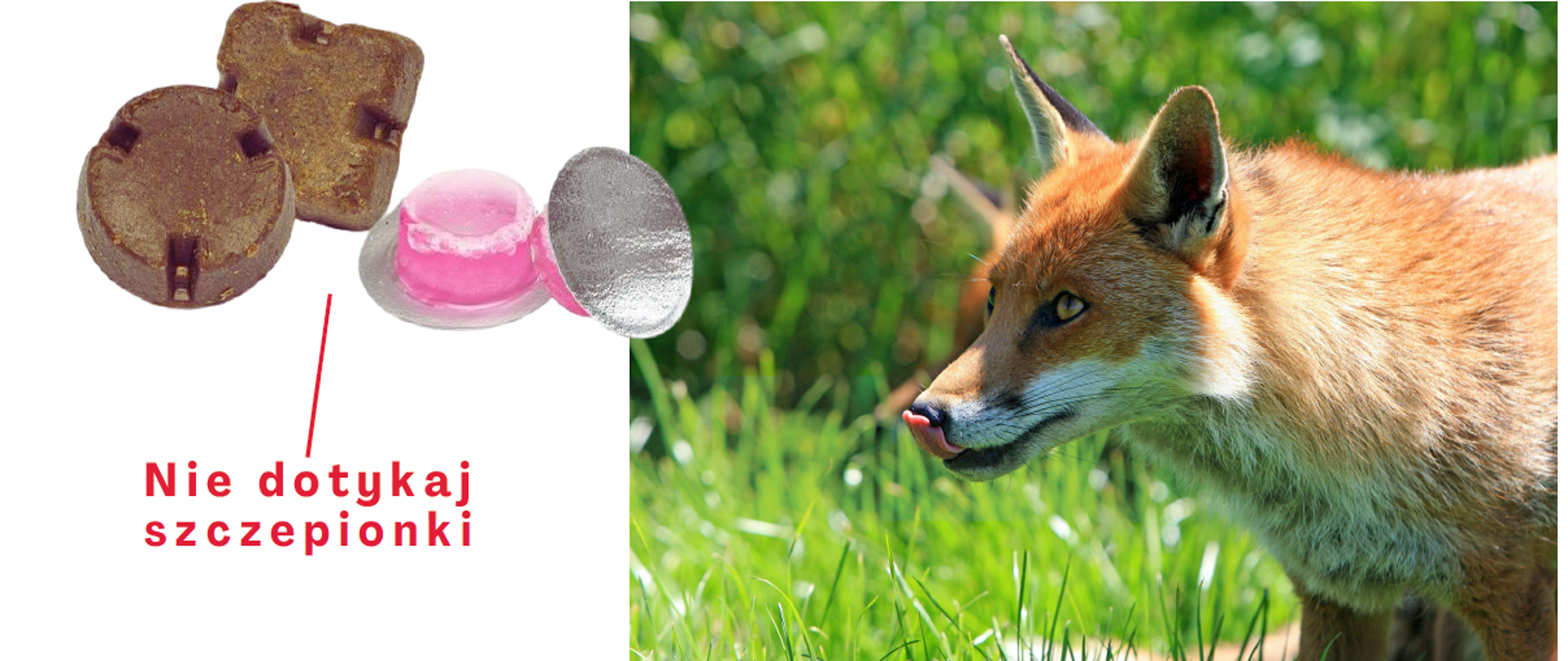 Plakat ŚWIĘTOKRZYSKIEGO WOJEWÓDZKIEGO LEKARZA WETERYNARII O SZCZEPIENIU LISÓW PRZECIWKO WŚCIEKLIŹNIE