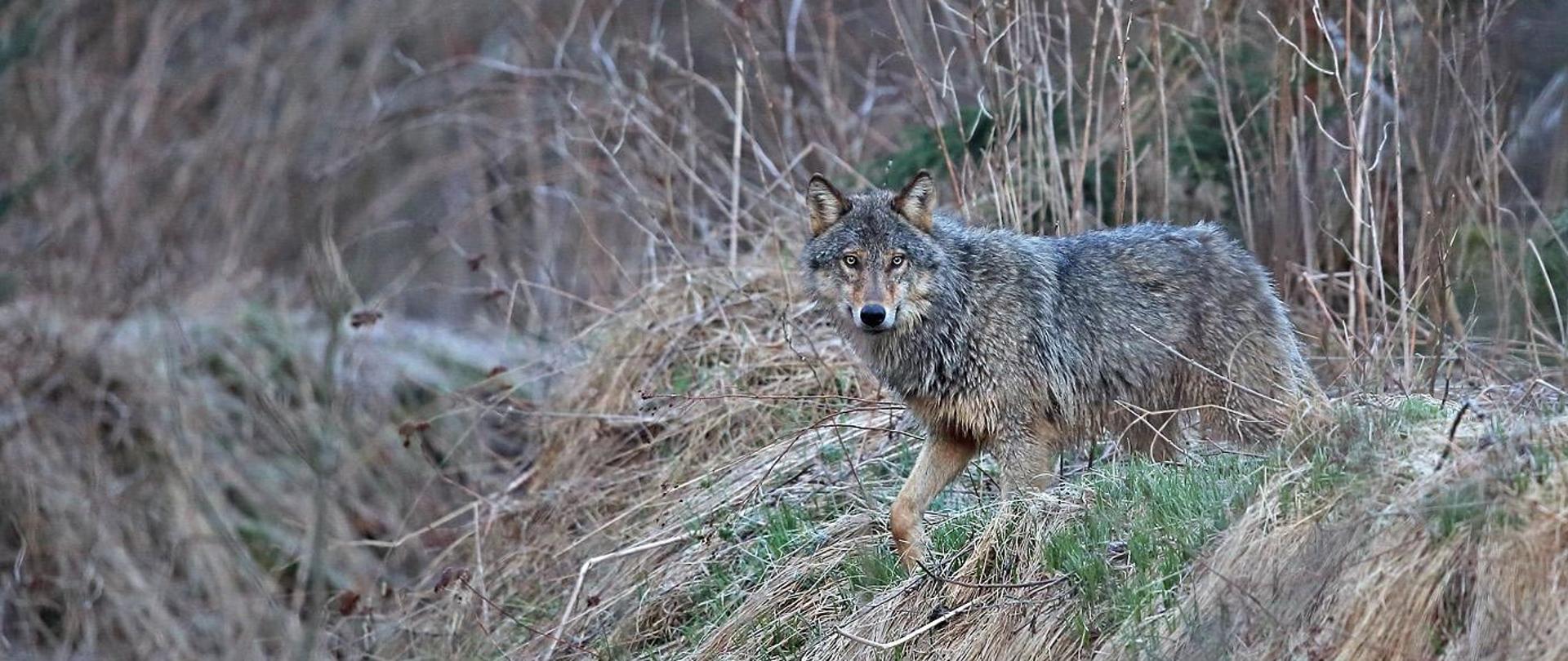 Wilk na tle wysuszonych traw.