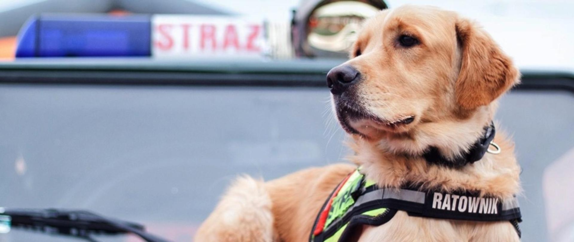 Na zdjęciu przedstawiony został pies. Na szyi założoną ma obrożę z napisem ratownik. W tle wóz strażacki