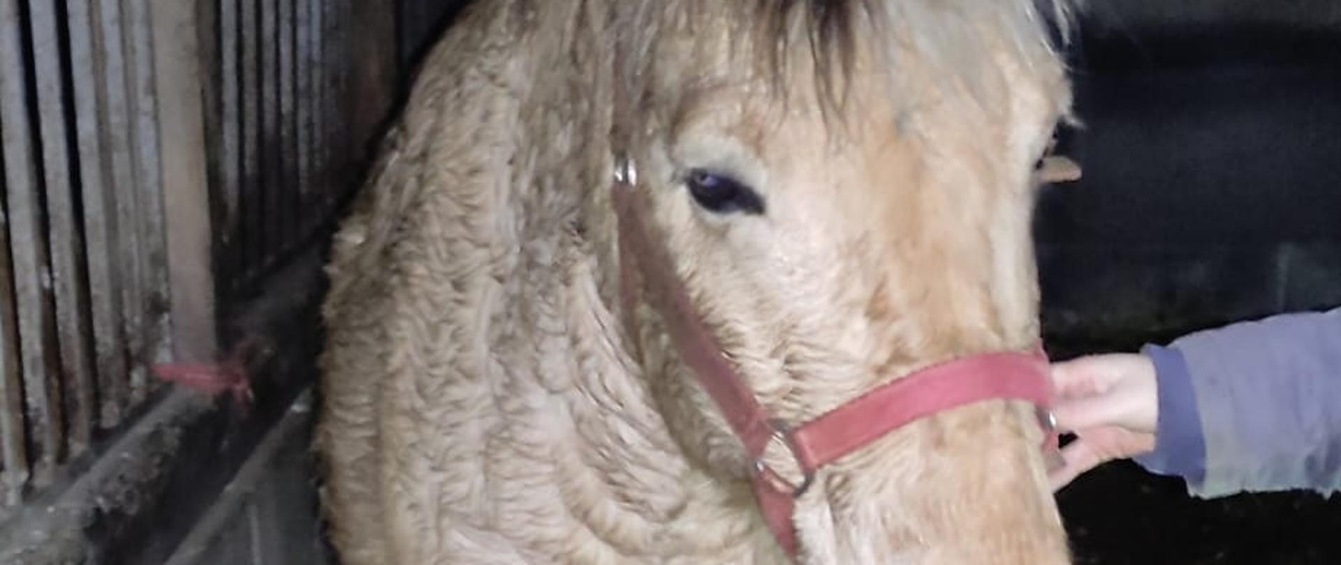 Zdjęcie przedstawia uratowanego konia, który stoi w swoim boksie.