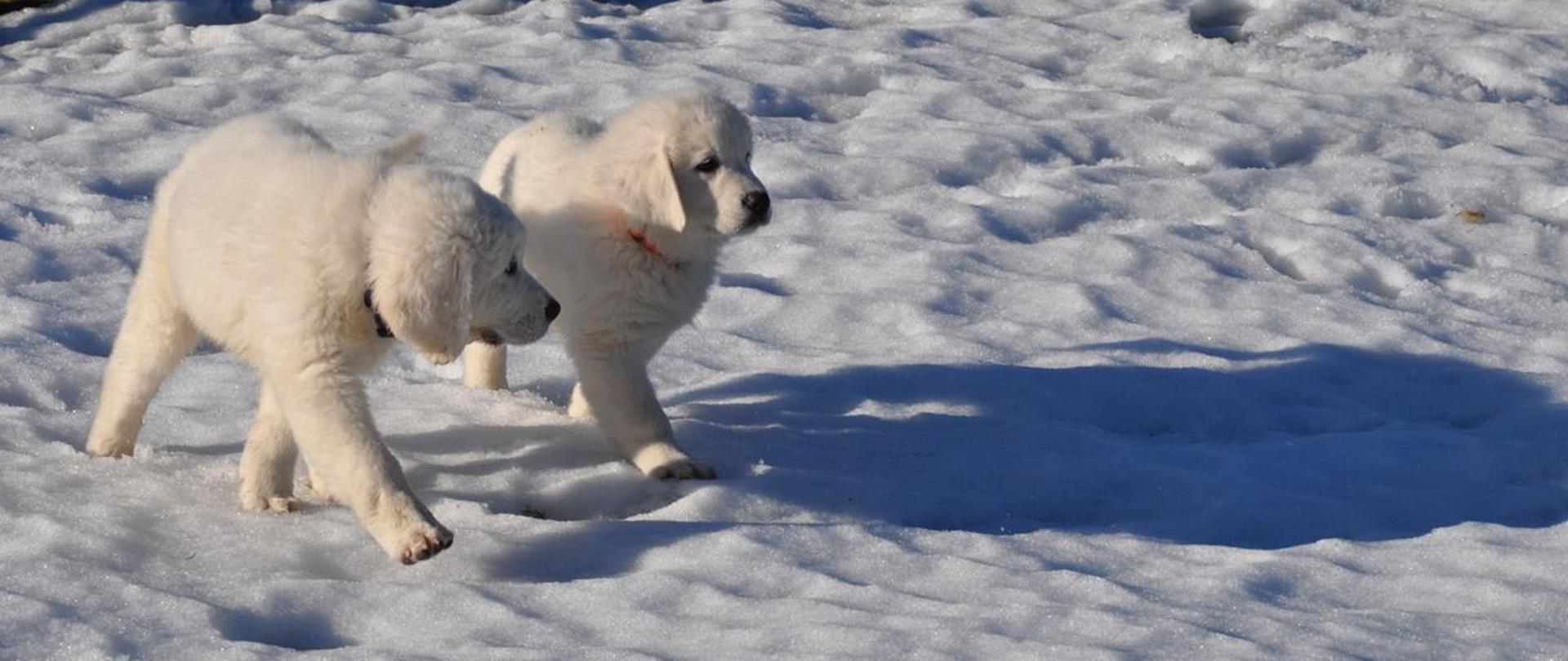 Dwa owczarki podhalańskie spacerują po śniegu 