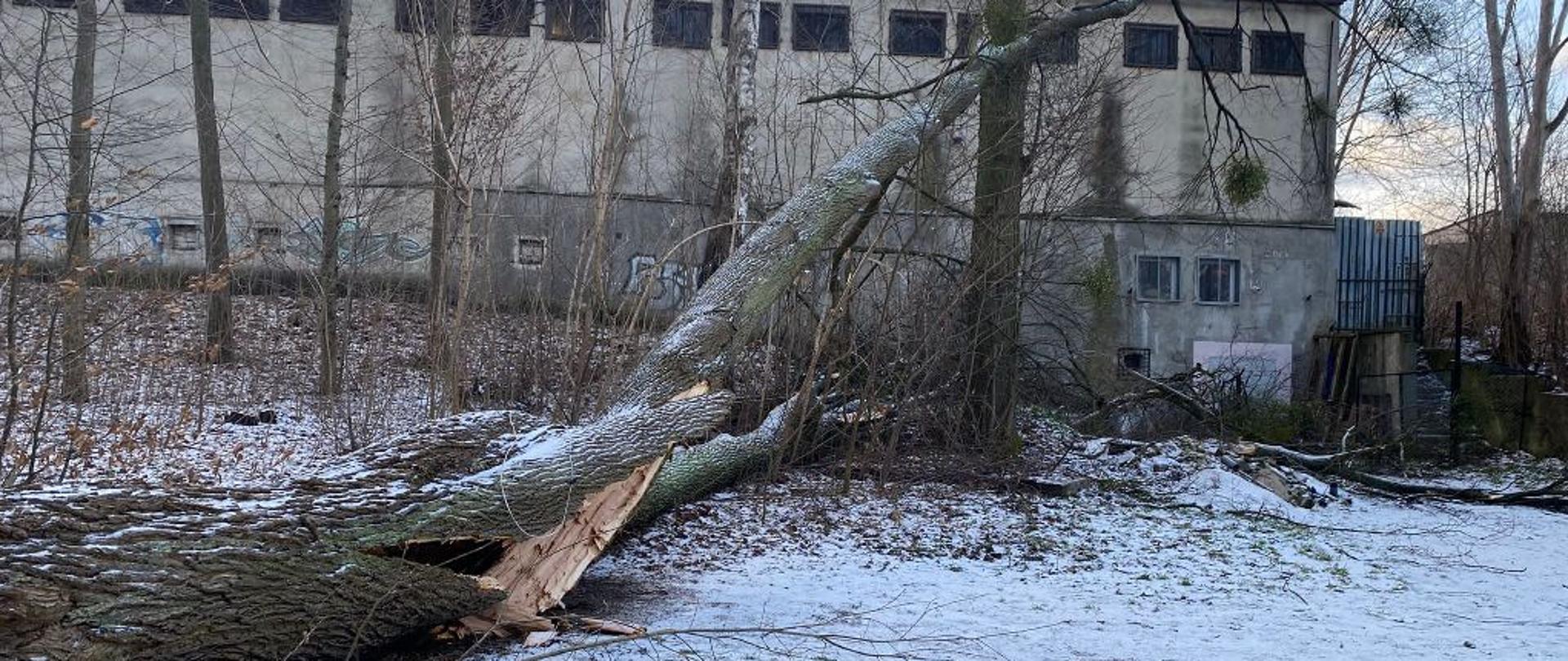 Powalone drzewo na budynek
