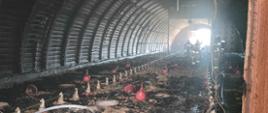 Pożar kurnika strażacy dogaszają zarzewie ognia. Kurnik w kształcie półokrągłego tunelu, na podłożu widoczna spalona ściółka, wzdłuż kurnika widać dwa rzędy podajników paszy, na spalonej ściółce leżą czerwone lamy, które oświetlały kurnik, na spalonej ściółce leży nawodniona linia gaśnicza przy pomocy której strażacy przelewają zarzewia ognia