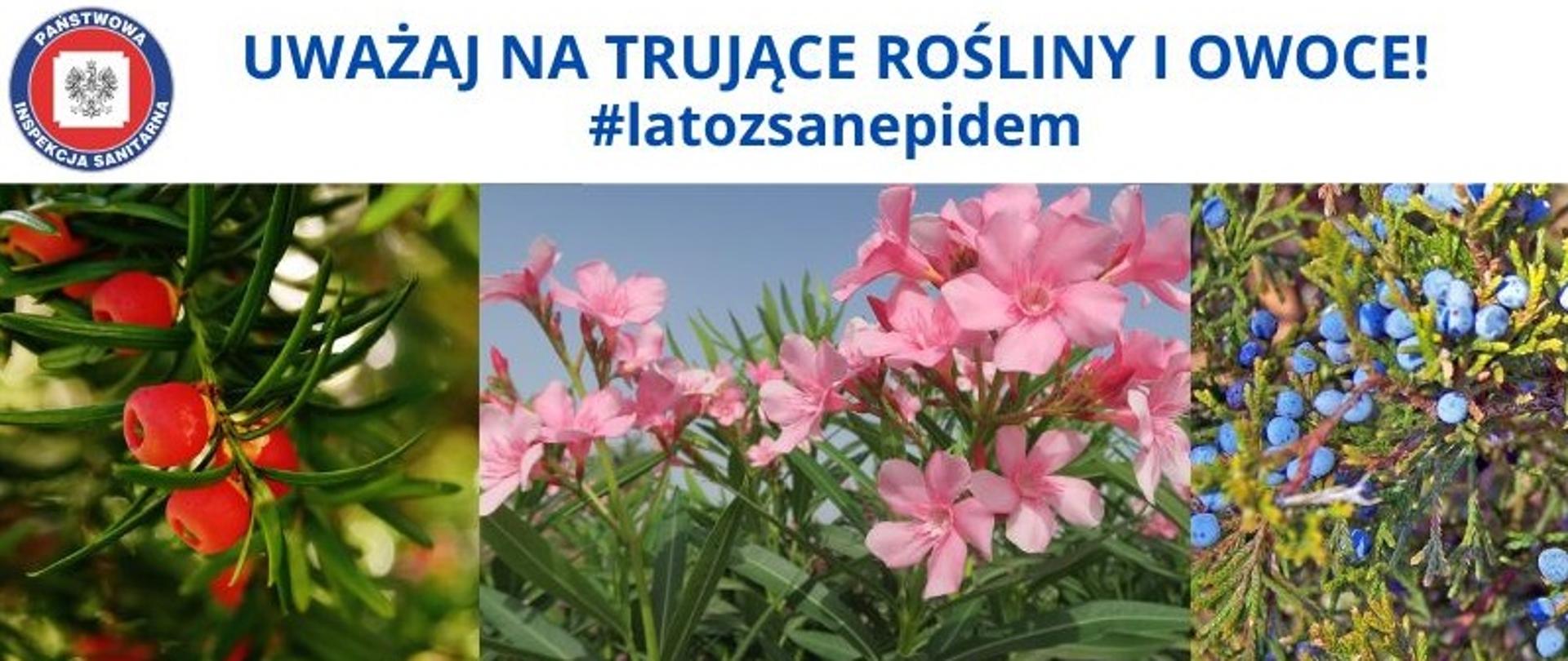 Na zdjęciu widać cis, oleander oraz jałowiec sabisyński. Logo Państwowej Inspekcji Sanitarnej oraz napis: Uważaj na trujące rośliny i owoce. #Latozsanepidem