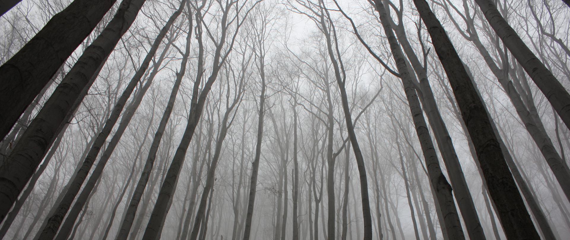 Zdjęcie przedstawia las zimą, bez liści na drzewach
