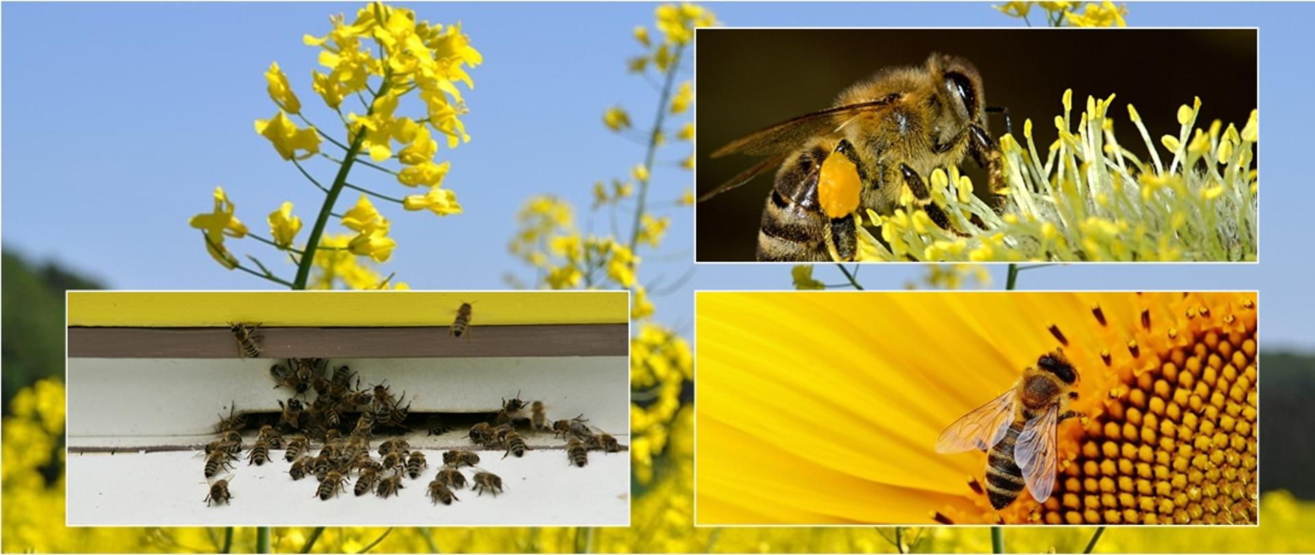 Kolaż - pszczoły