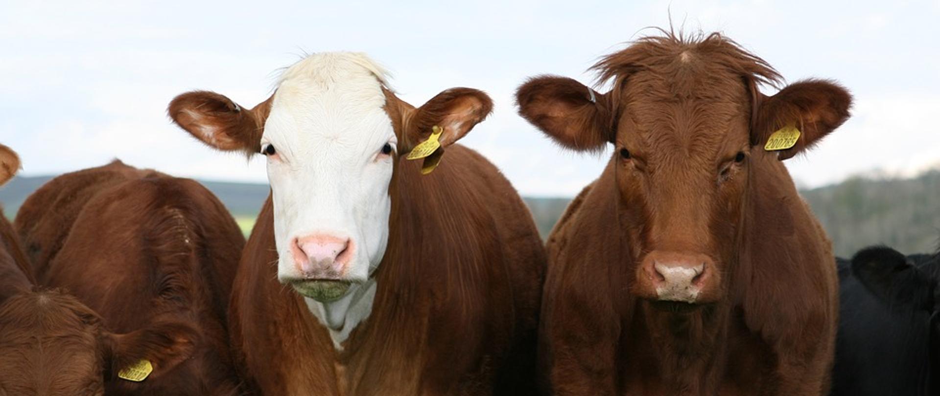 Trzy brązowe krowy stojące obok siebie na polu