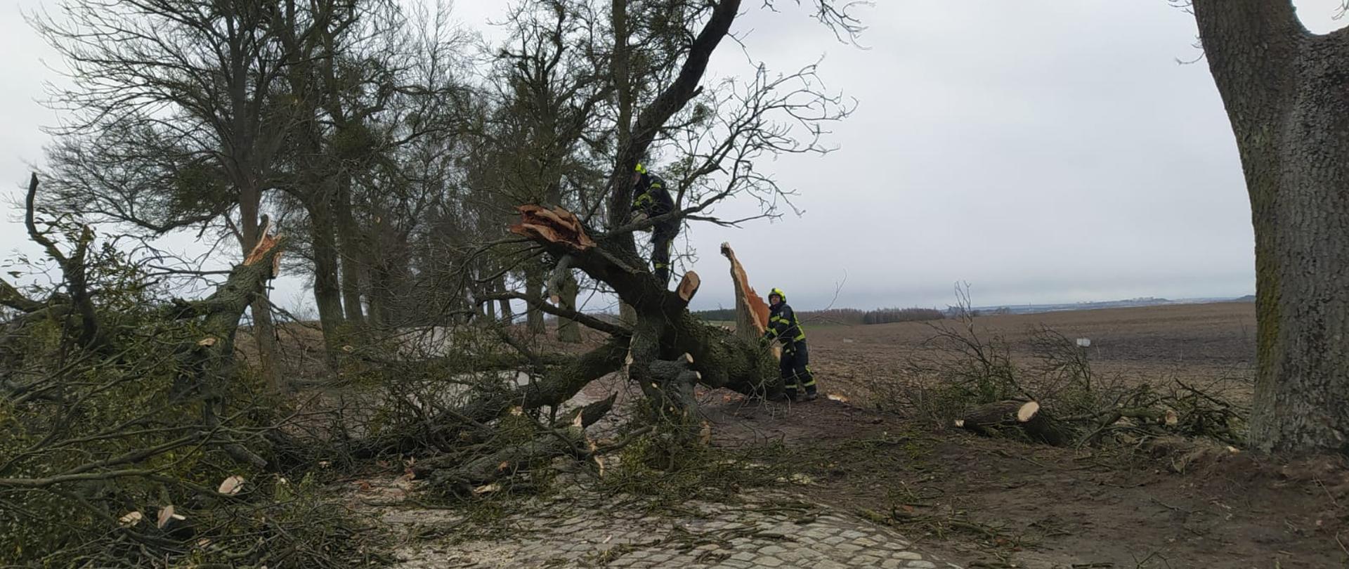 Zdjęcie przedstawia drogę utwardzona brukiem, na którą powaliło się duże przydrożne drzewo. Wiatrołom przecinają pilarkami strażacy. W tle pola i inne drzewa.
