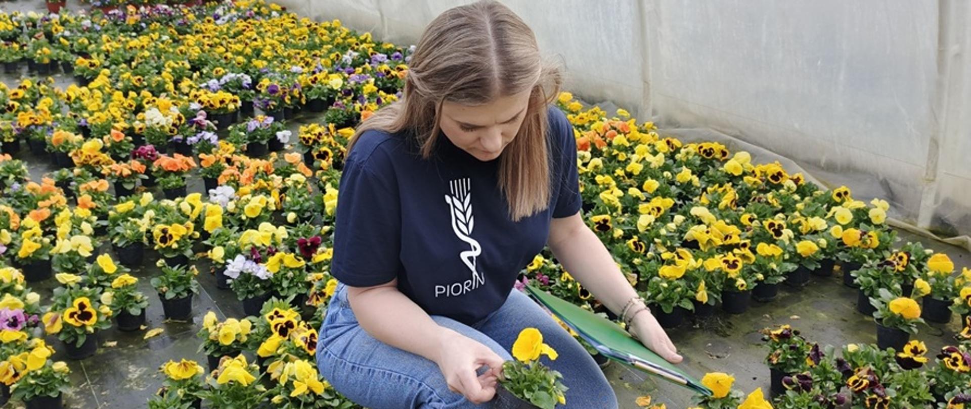 Pracownica w koszulce z logo PIORIN kontroluje zdrowotność żółtego bratka w szklarni wypełnionej kwiatami.