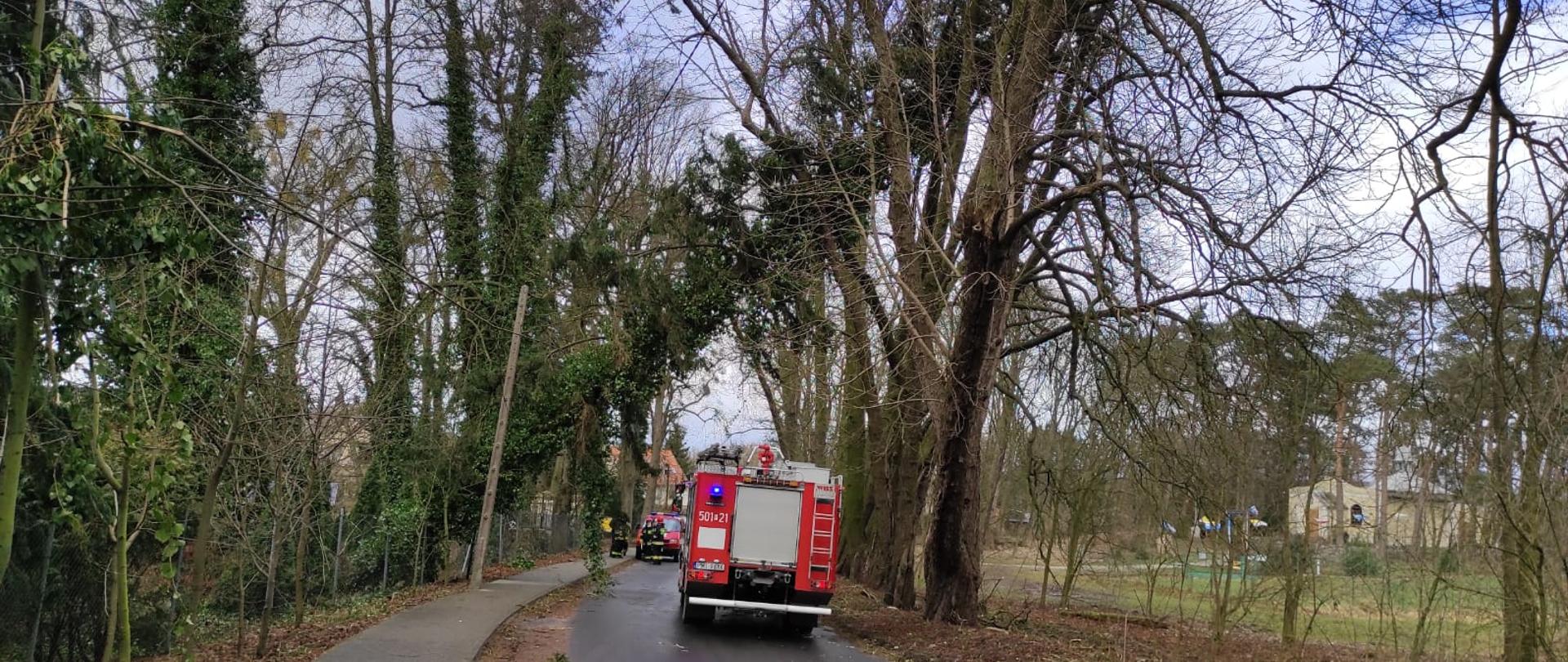 Na zdjęciu widać drzewo oparte o drugie drzewo oraz strażaków zabezpieczających teren zdarzenia