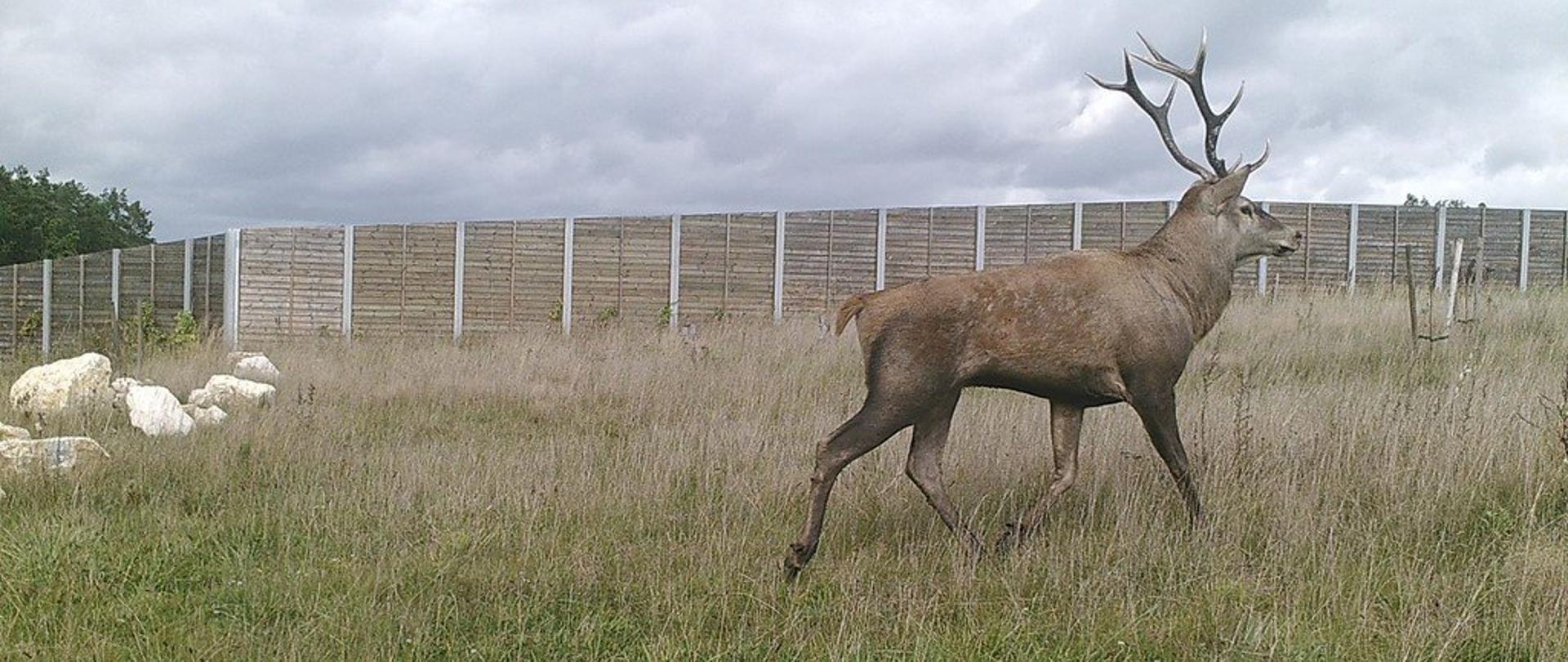 Jeleń, w tle drewniane ekrany przeciwolśnieniowe