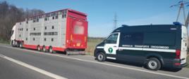 Od lewej: lewy bok ciągnika siodłowego z podpiętą naczepą do przewozu żywych zwierząt. W naczepie znajduje się 34 sztuki bydła. Za kontrolowanym zestawem ciężarowym stoi oznakowany furgon lubelskiej Inspekcji Transportu Drogowego. Ciężarówka i radiowóz stoją na utwardzonym poboczu drogi krajowej.