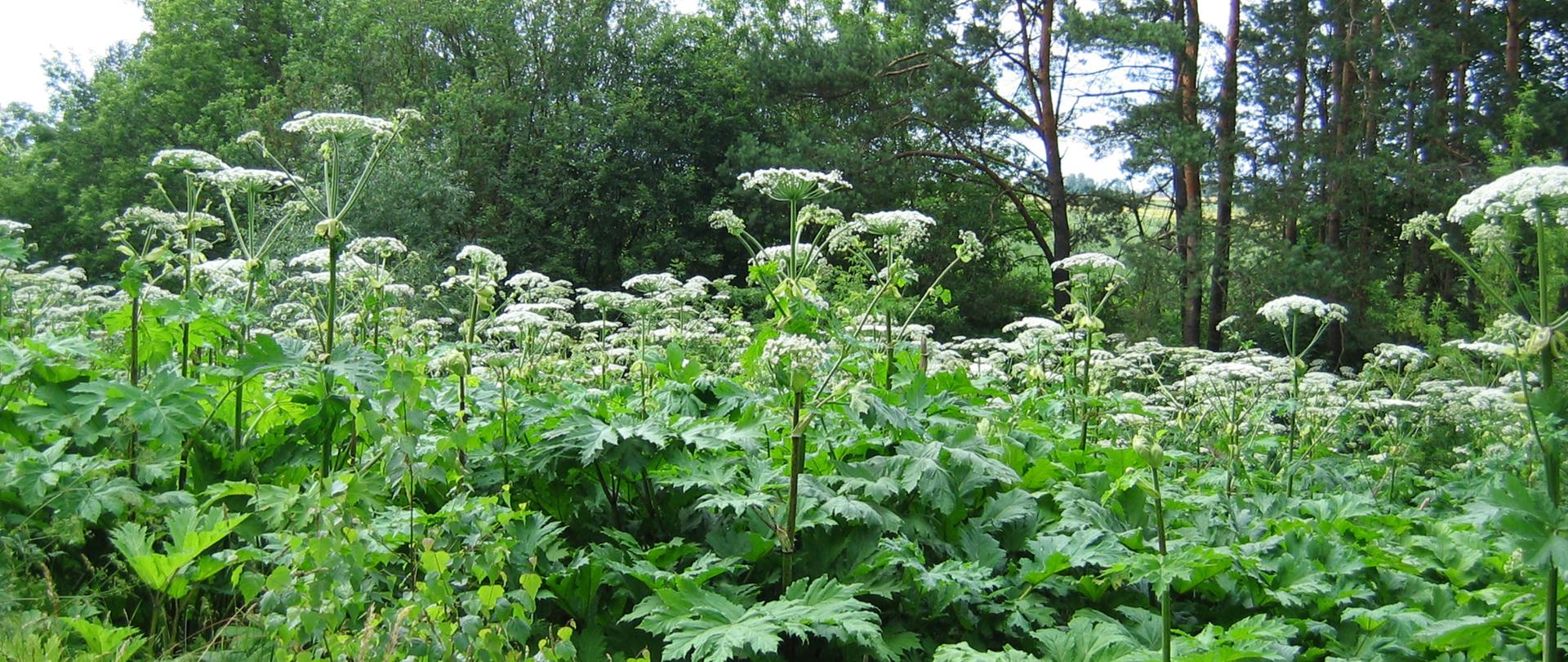 Na zdjęciu kilkadziesiąt sztuk barszczu Mantegazziego o ogromnych, zielonych, pierzastych liściach i dużych baldachimach kwiatów o białym kolorze.