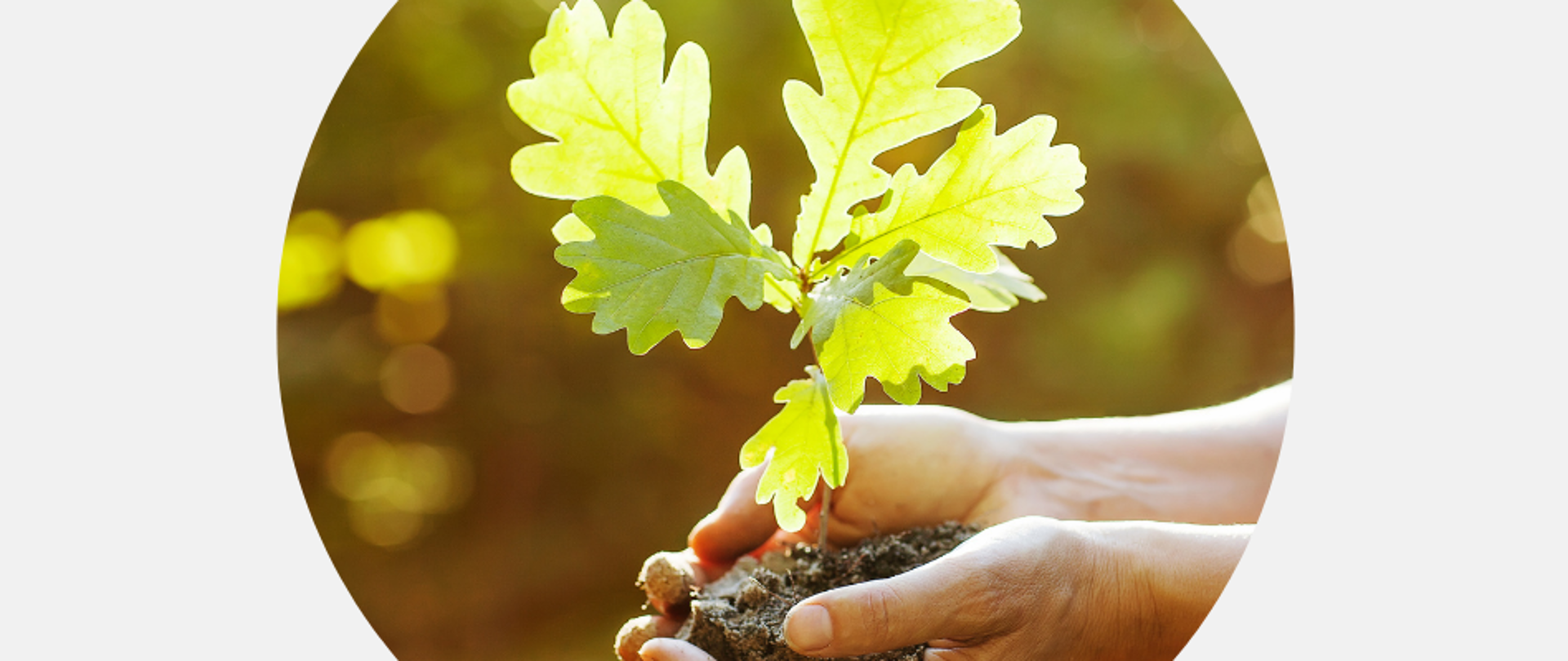 Na zdjęciu widzimy dłonie trzymające sadzonkę młodego dębu
