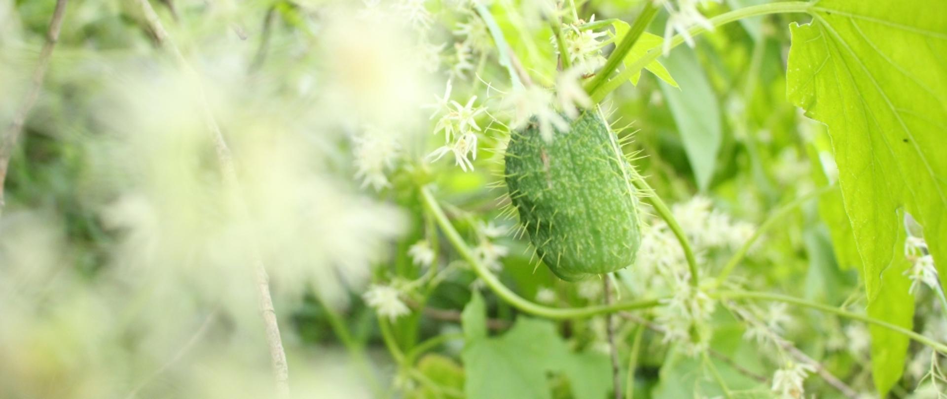 Kolczurka klapowana Echinocystis lobata