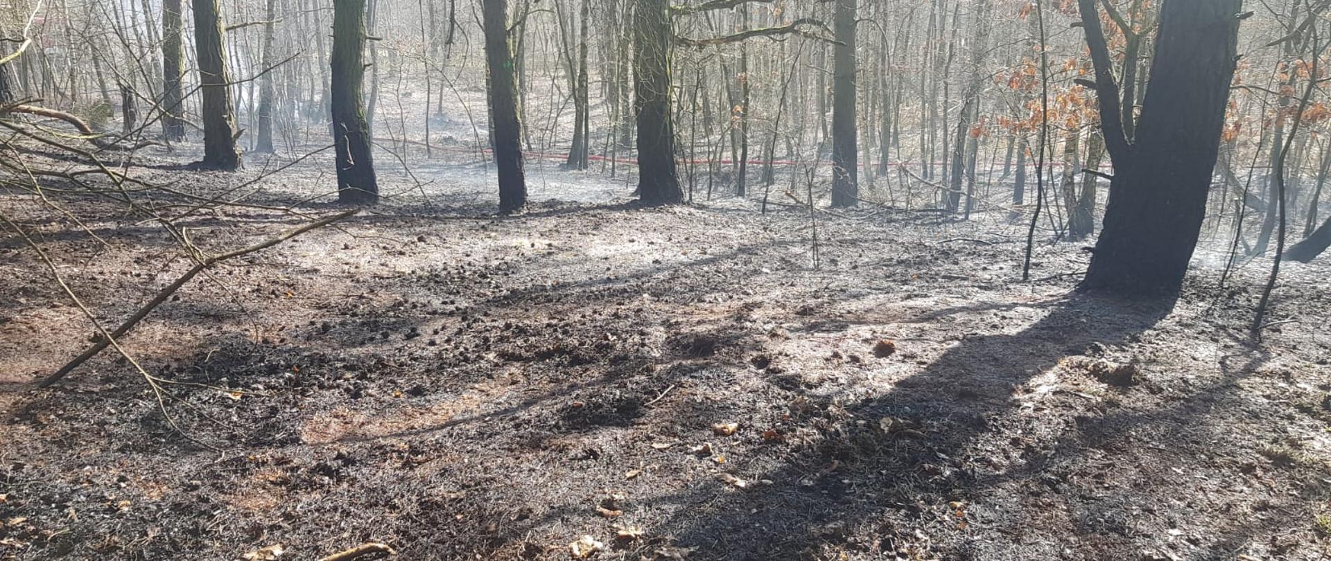 Na zdjęciu widać spalony obszar lasu. Kilkanaście drzew. Zdjęcie zrobione w ciągu dnia. Na zdjęciu widać prąd wody podawany na spaloną powierzchnię.
