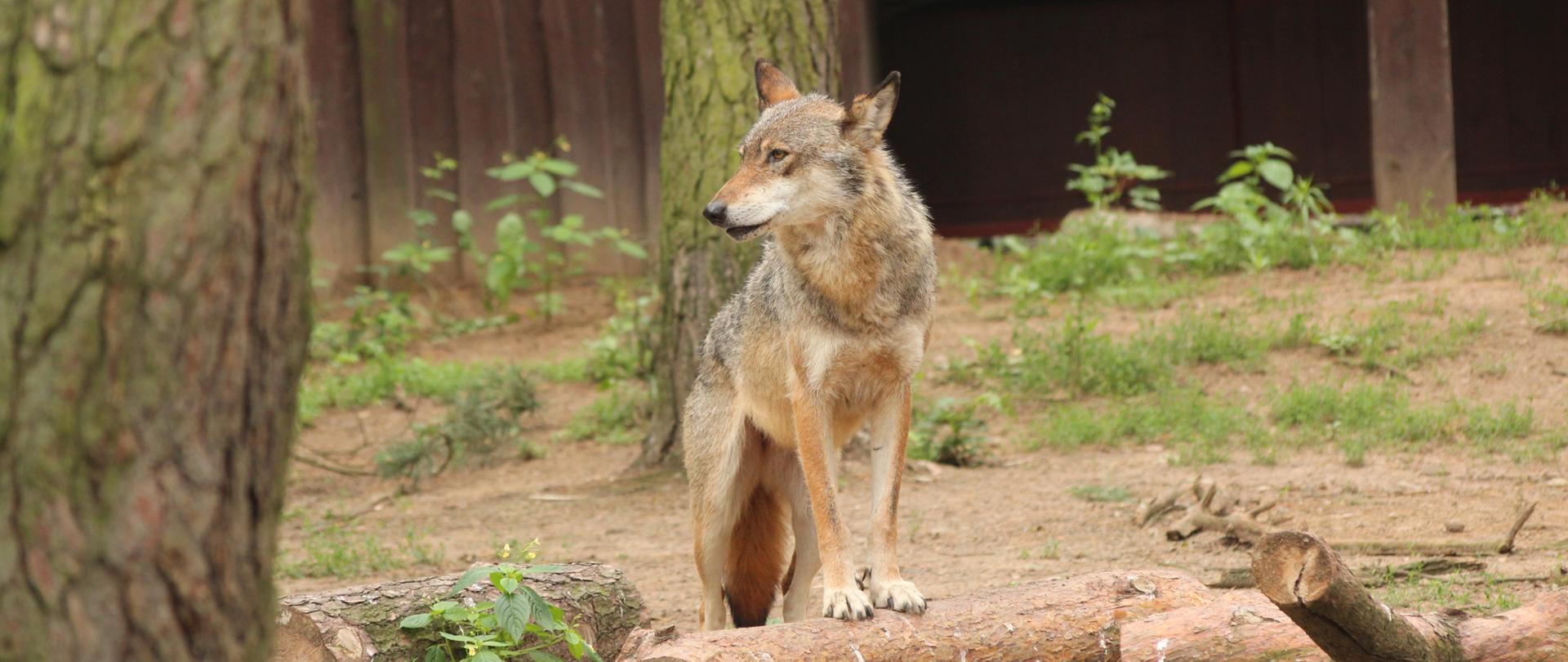 Wilk szary Canis lupus opiera się przednimi łapami o pień ściętego drzewa