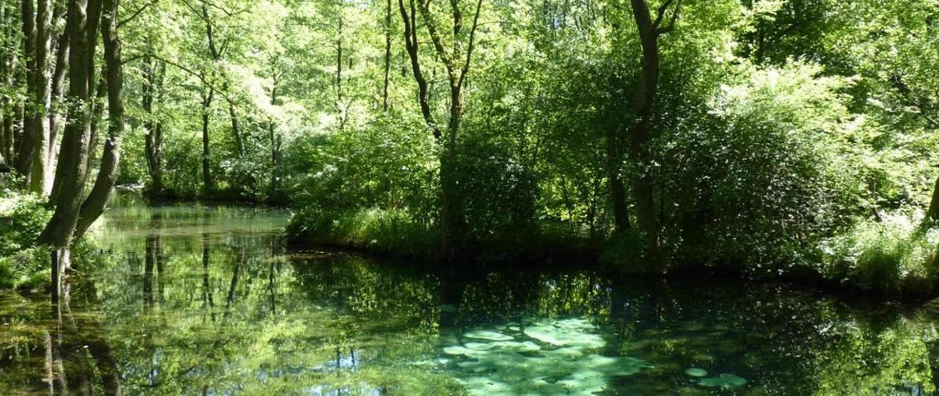 Małe jeziorko, wokół gęsto zarośnięte drzewami i krzewami. 