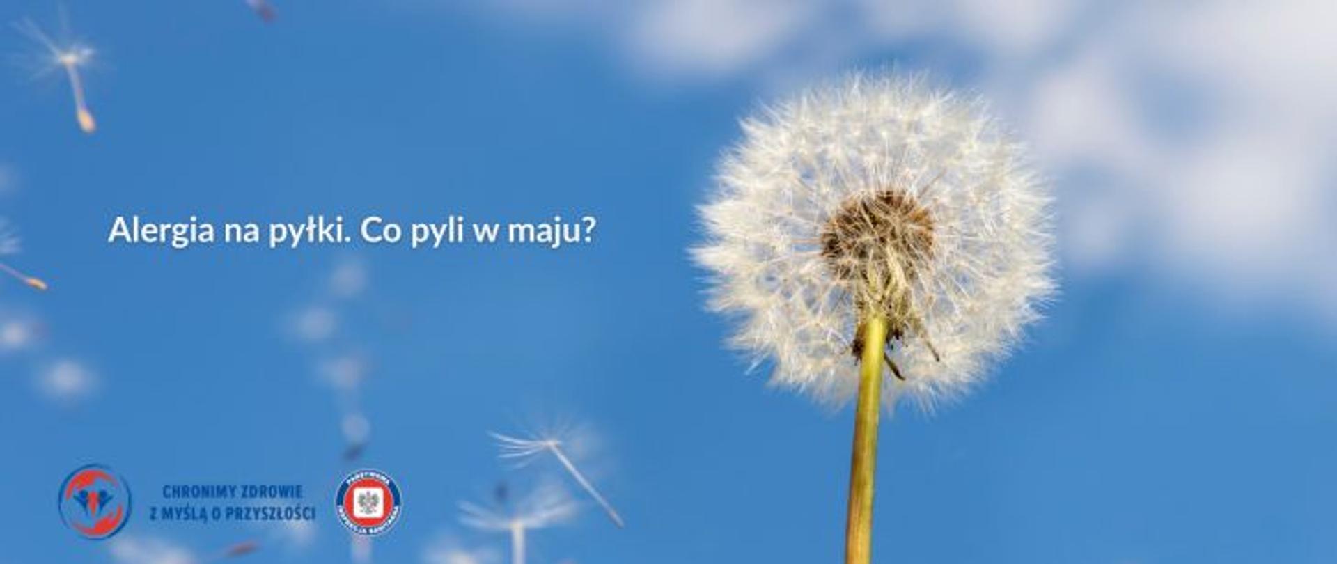 Na błękitnym niebie po prawej stronie biały dmuchawiec. wokół nasiona dmuchawca unoszone przez wiatr. Po lewej stronie biały napis: Alergia na pyłki. Co pyli w maju?. w lewym dolnym rogu logo Państwowej Inspekcji Sanitarnej w raz z hasłem: Chronimy zdrowie z myślą o przyszłości. 