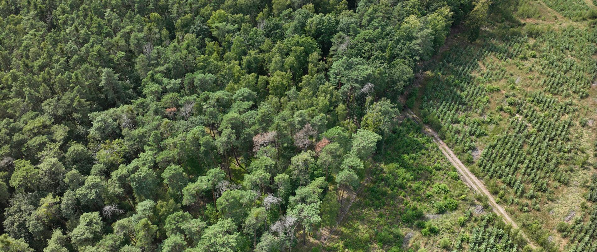 Bezzałogowe statki powietrzne wykorzystywane do lustracji lasów 