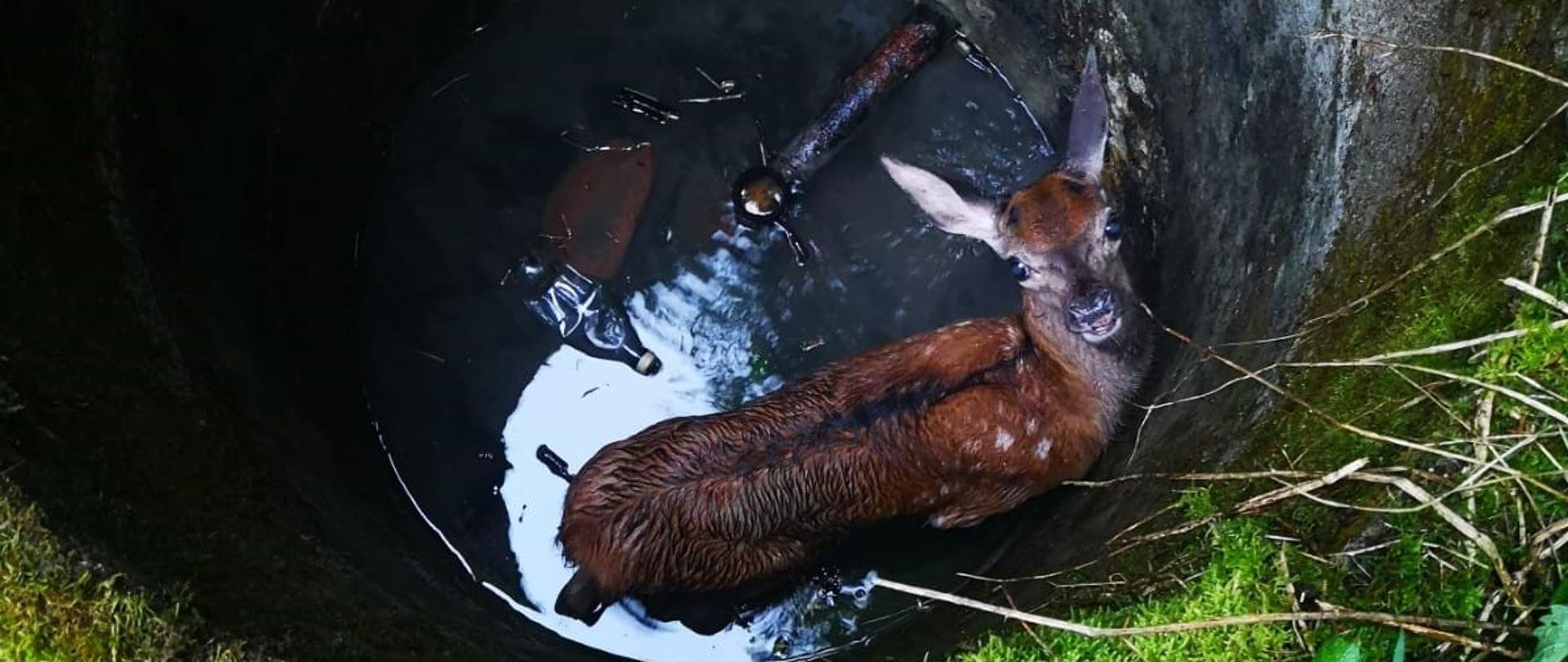 Na zdjęciu widać betonowy krąg w którym znajduje się mała sarenka