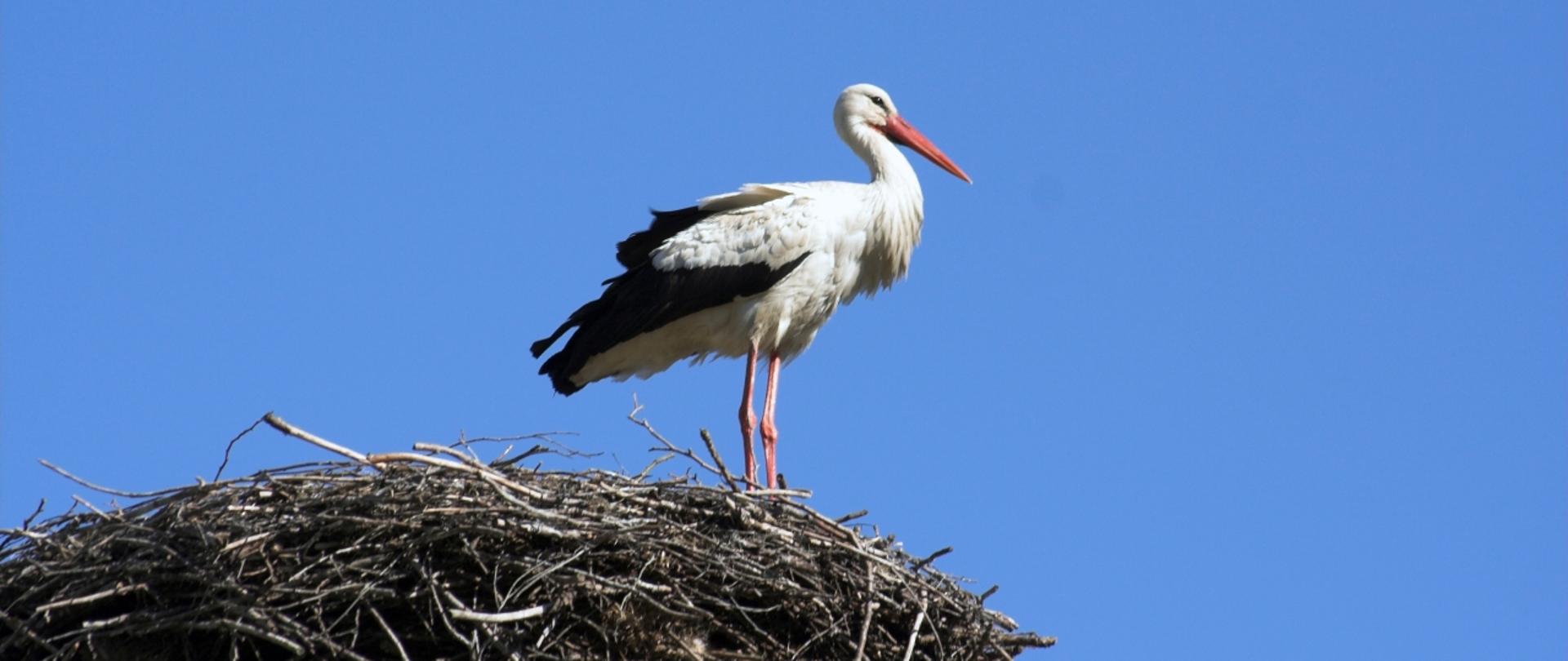 Bocian na gnieździe, na tle niebieskiego nieba