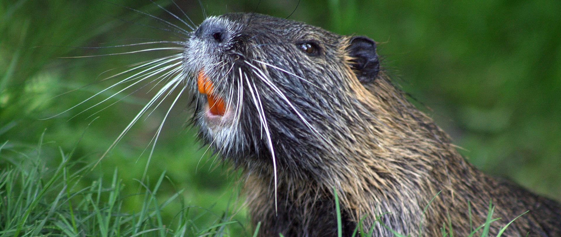 Bóbr europejski z widocznymi pomarańczowymi zębami na trawie