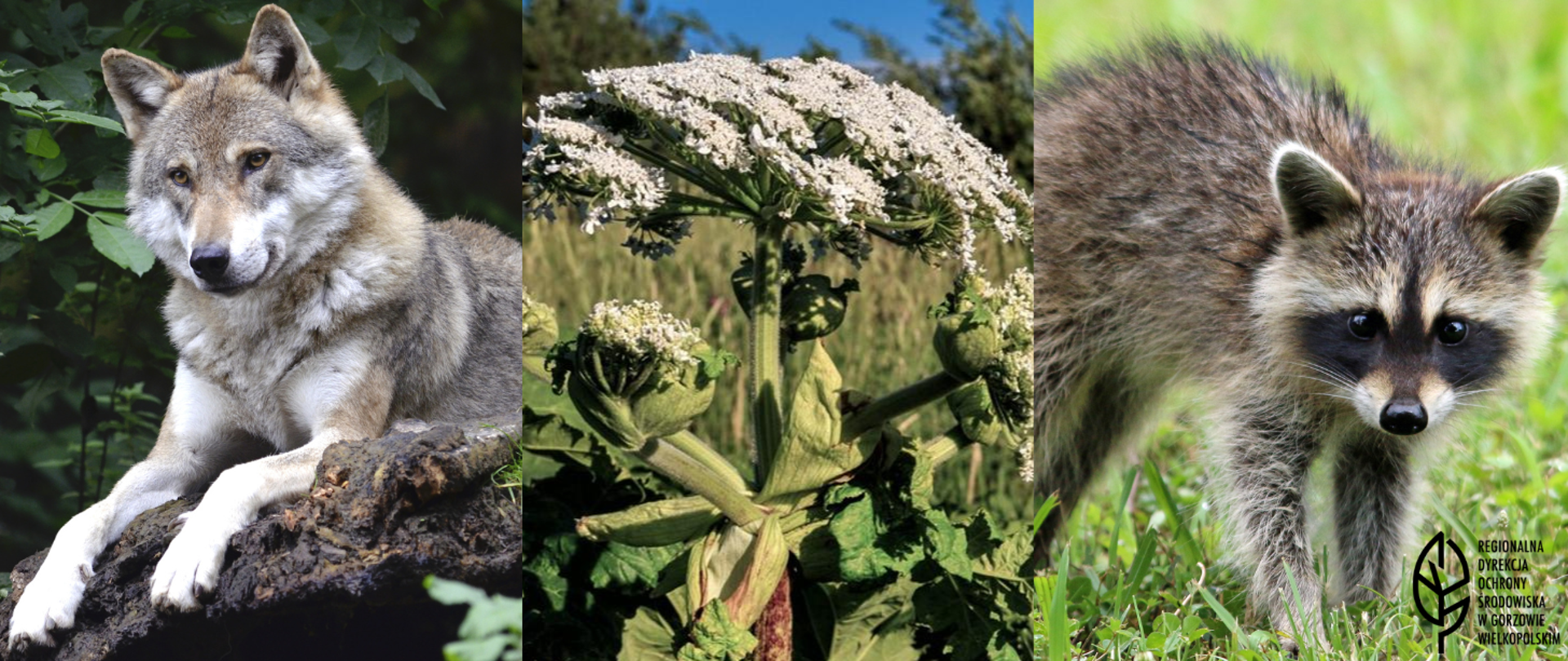 Grafika składająca się trzech zdjęć. Od lewej strony wilk, zielona roślina z białymi kwiatami, po prawej szop pracz. W lewym dolnym rogu czarny liść i napis Regionalna Dyrekcja Ochrony Środowiska w Gorzowie Wielkopolskim.
