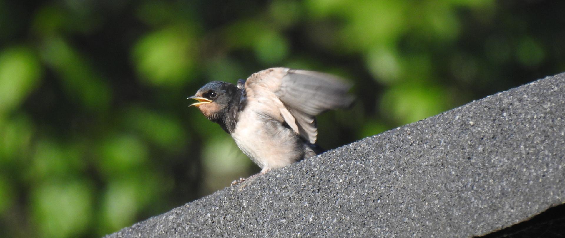 Zdjęcie przedstawia podlota (młodego ptaka) jaskółki dymówki, siedzącego na murku