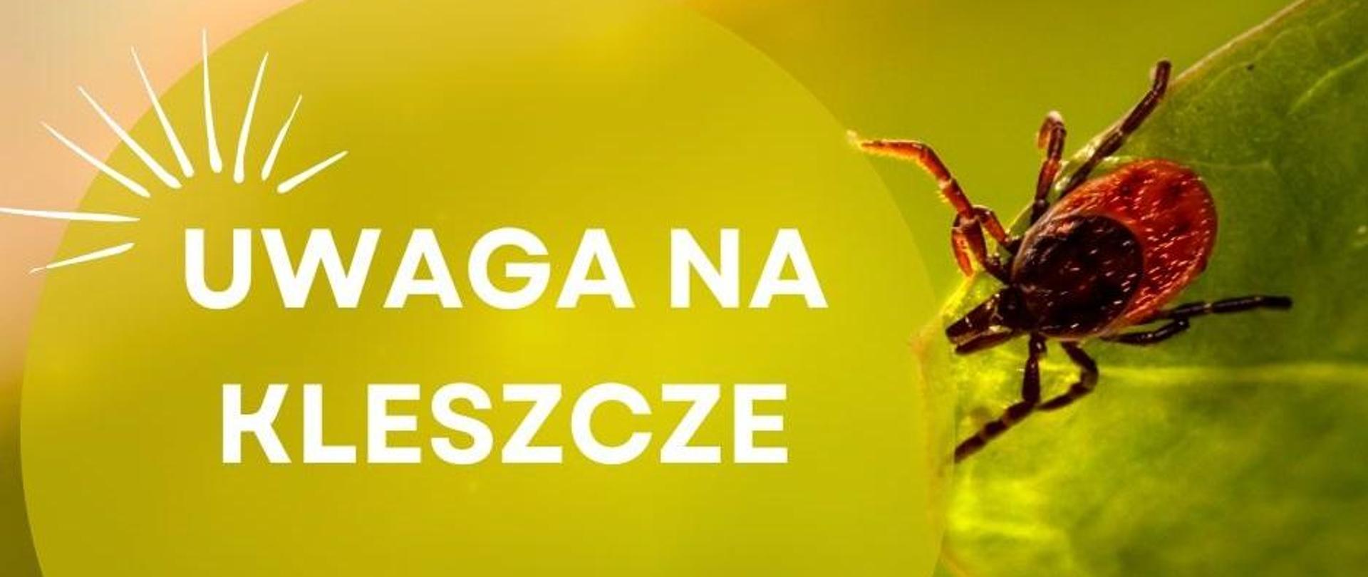 Uwaga na kleszcze