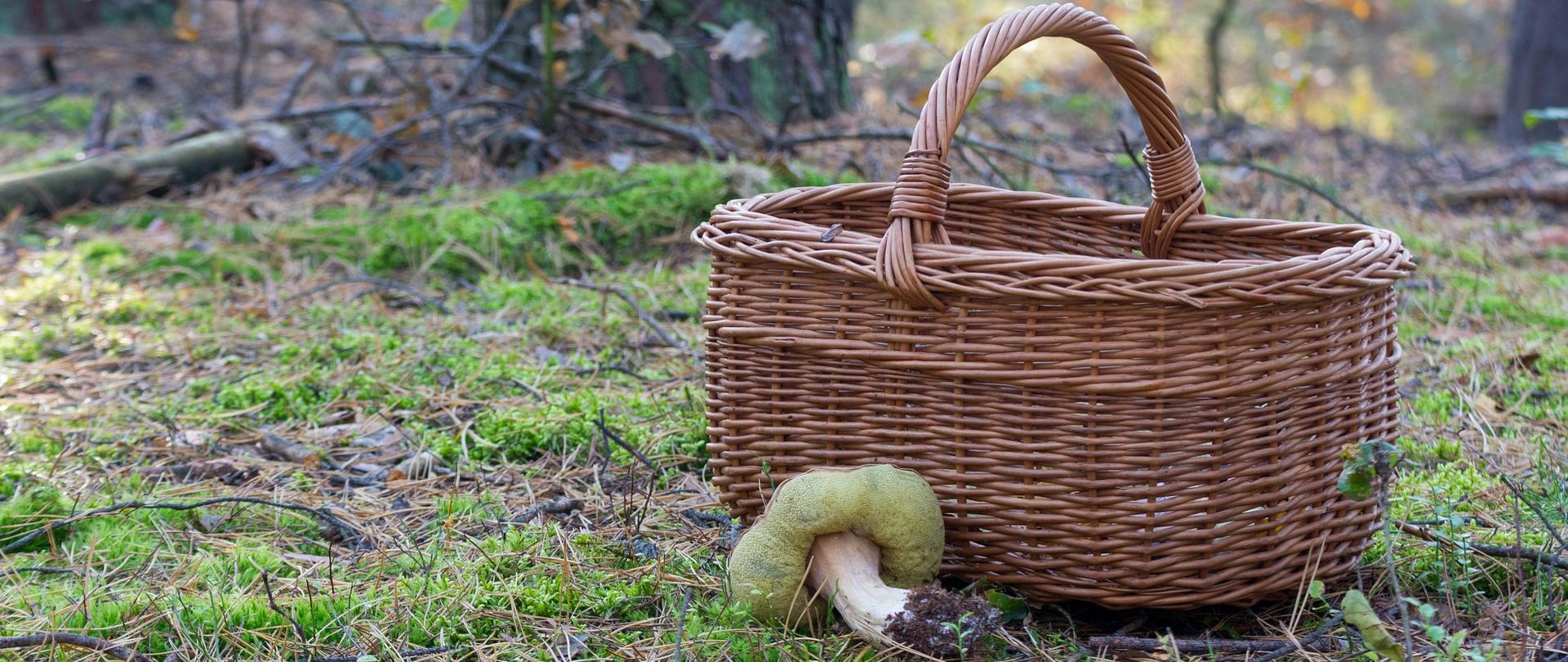 Las, Koszyk, grzyb