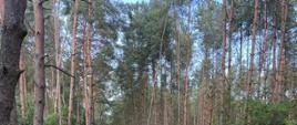 Szkolenie z zakresu techniki ścinki drzew, okrzesywania i przerzynki drzew leżących podpartych jedno i dwupunktowo wg naprężeń ściskających i rozciągających dla funkcjonariuszy JRG Oborniki zorganizowane przez Nadleśnictwo Durowo.
