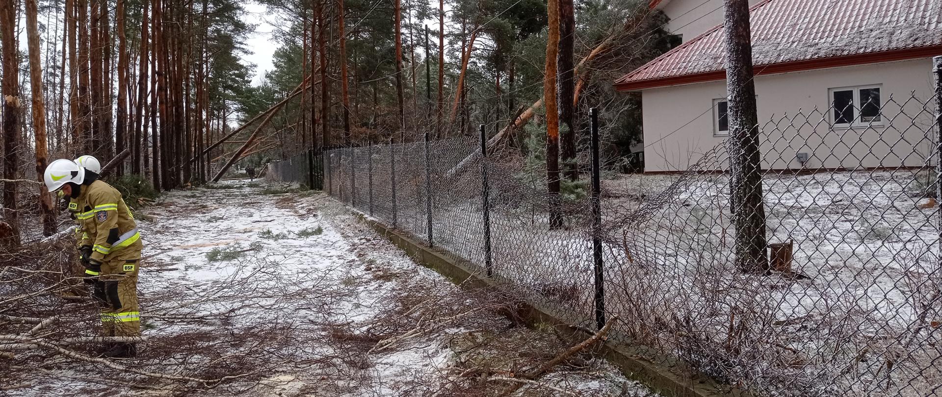 Na zdjęciu widoczna jest gruntowa ulica, na końcu której leżą połamane drzewa. Po lewej stronie ulicy widać las sosnowy z połamanymi drzewami i dwóch strażaków w piaskowych ubraniach usuwających połamane drzewa. Po prawej stronie ulicy jest ogrodzenie z siatki. Dalej na posesji widać biały dom z czerwonym dachem, na którym leżą wywrócone sosny. 