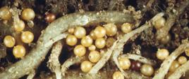 Na zdjęciu widać powiększone fragmenty korzeni rośliny ziemniaka, na których przyczepione są cysty szkodnika, wyglądające jak żółtawe perełki. Korzenie otaczają grudki ziemi. Zdjęcie w kolorystyce brązu i beży.