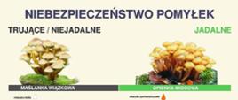 Infografika niebezpieczeństwo pomyłek grzybów 1