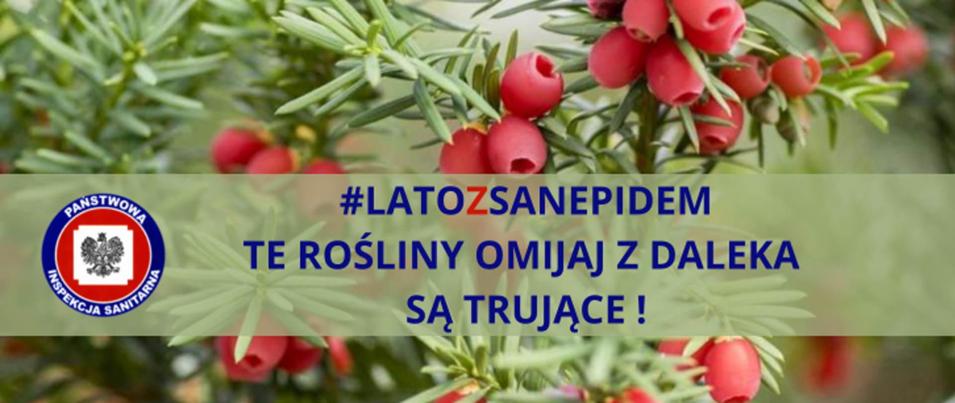 grafika przedstawia w tle cis pospolity, napis #latozsanepidem te rośliny omijaj z daleka są trujące! logo Państwowej Inspekcji Sanitarnej